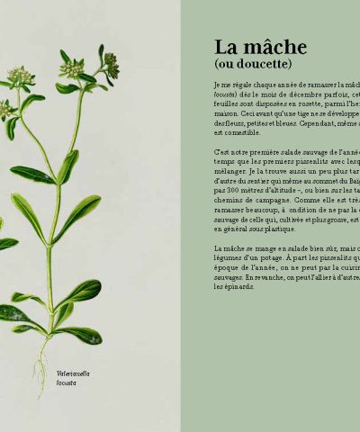 Alternative view of Plantes sauvages et comestibles des Pyrénées