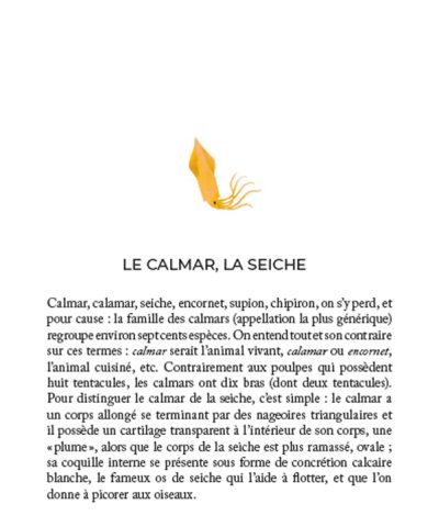 intro chapitre calamars et seiches